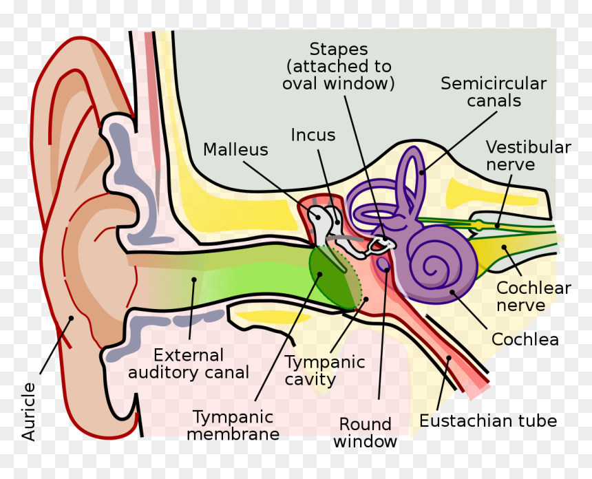 Middle Ear Anatomy, HD Png Download - ears png