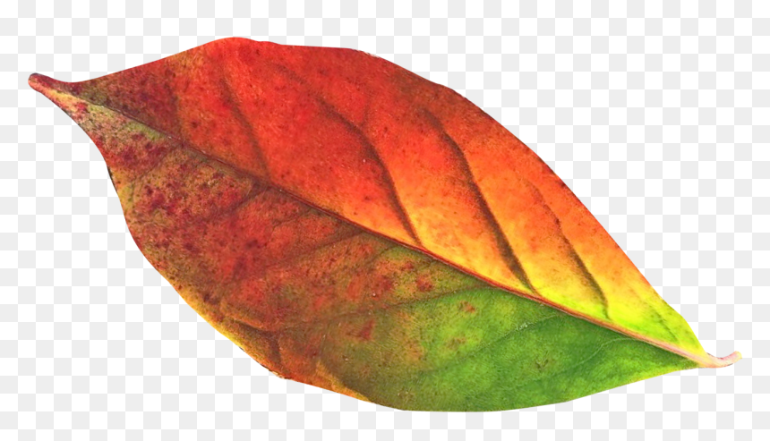 Autumn Leaf Png Transparent Image, Png Download - transparent leaf png