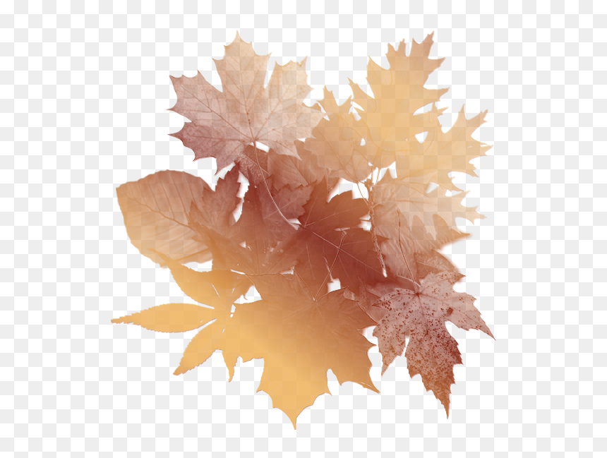 Autumn Leaves Background - Oak Tree Leaf, HD Png Download - fall leaves background png