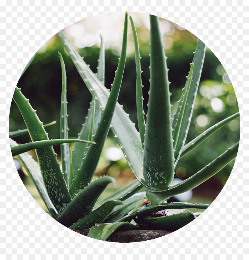 Aloe Vera Plant , Png Download - Aloe Vera Plant Transparent Background, Png Download - aloe vera png