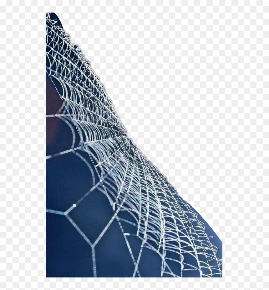 #cobwebs - Museo Nacional De Historia Natural ¨prof. Eugenio De, HD Png Download - cobwebs png