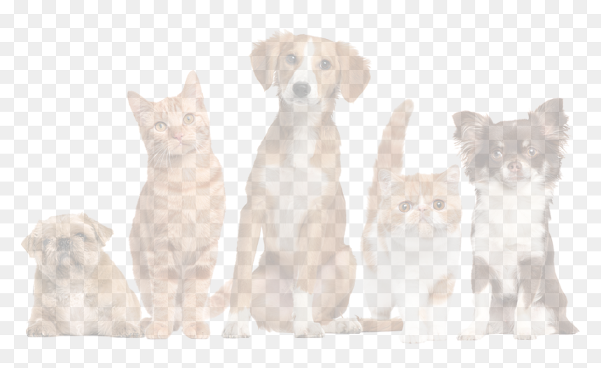 Transparent Pets Png - Pets Em Condominio, Png Download - pets png