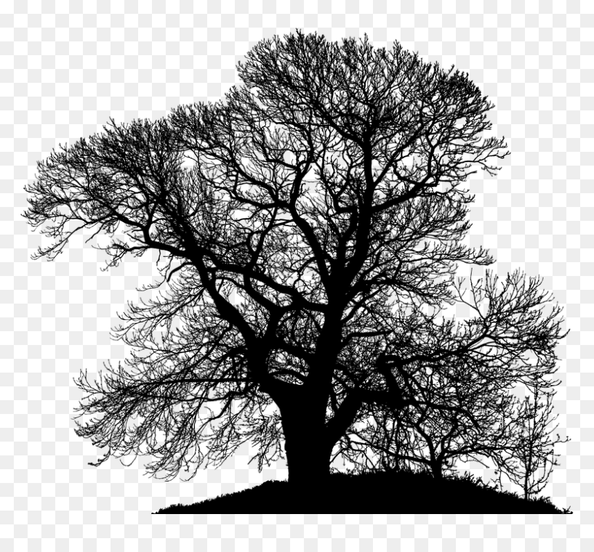 Pleine Lune Mars 2020, HD Png Download - tree silhouette vector png