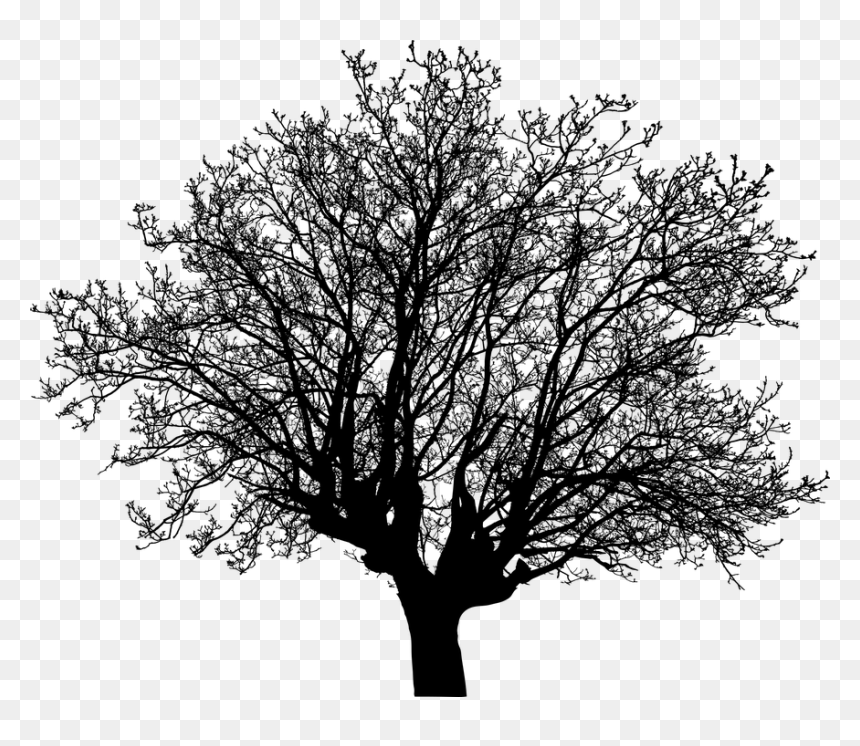 Oak, HD Png Download - tree silhouette vector png