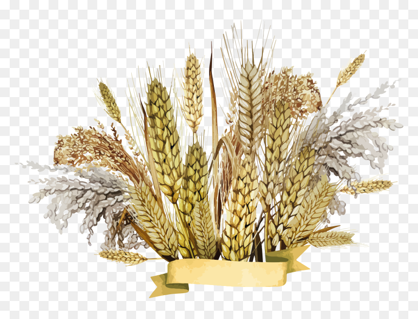 Grown, Cultivation, Wheat Drawing, HD Png Download - wheat icon png