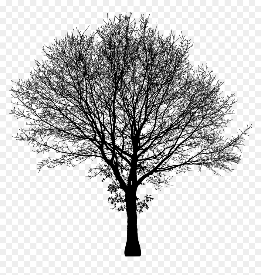 Tree Silhouette Vector Png, Transparent Png - tree silhouette vector png