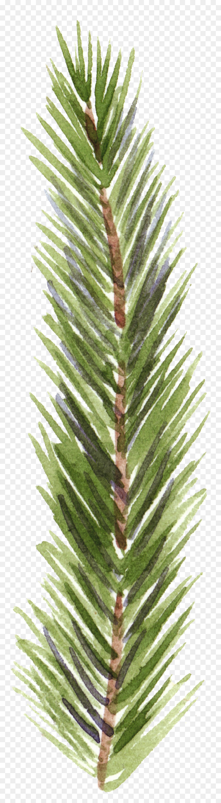 Pine Tree Branch - Pond Pine, HD Png Download - pine tree branch png