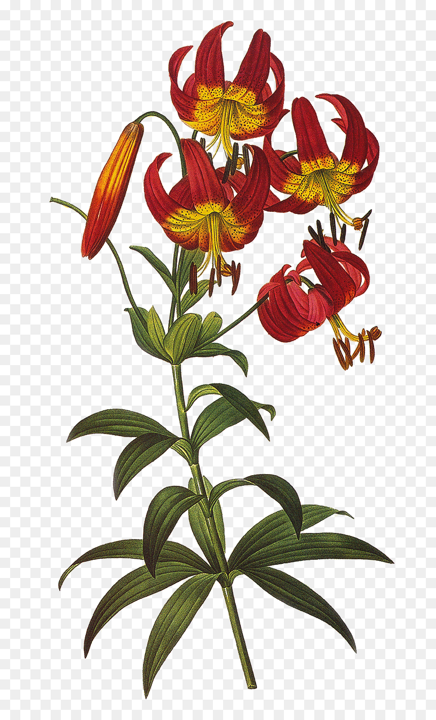 Vintage Floral Png , Png Download - Tiger Lily Floral Illustration, Transparent Png - vintage floral png