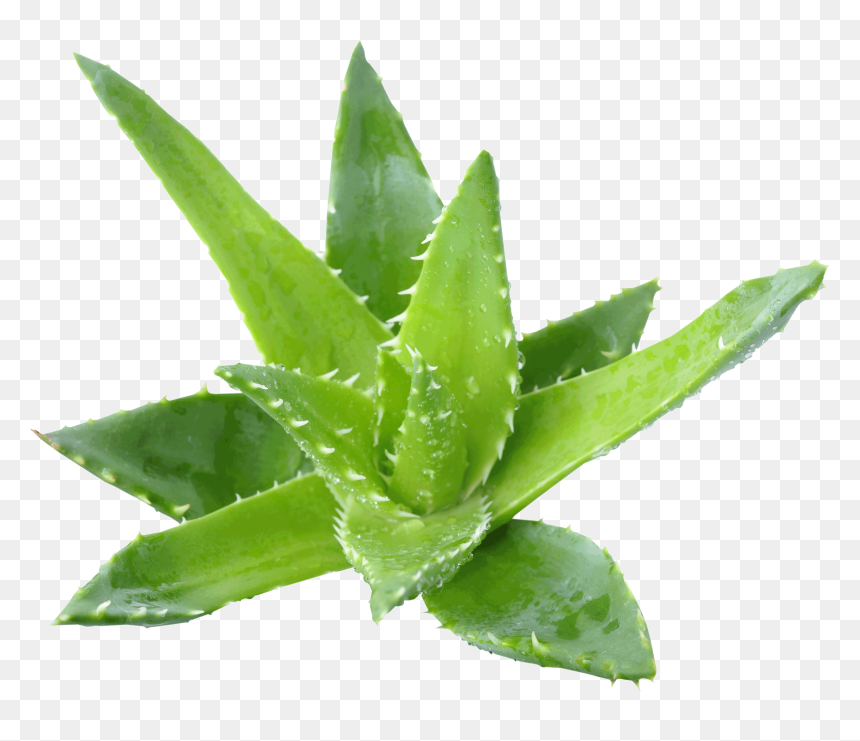Aloe Vera Benefits - Transparent Background Aloe Vera Png, Png Download - aloe vera png