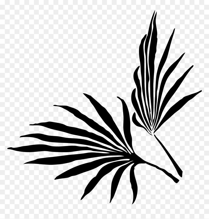 Palm Frond Clip Art, HD Png Download - palm frond png