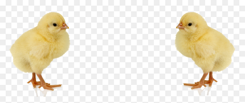 Chick Png Images Transparent Free Download - Baby Chicken Png, Png Download - chicken little png