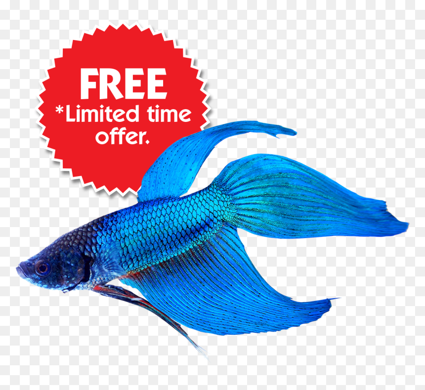 Buy Betta Fish Online & Save On Fish Bowl Kits - Bike Wheel Vector Png, Transparent Png - fish bowl png