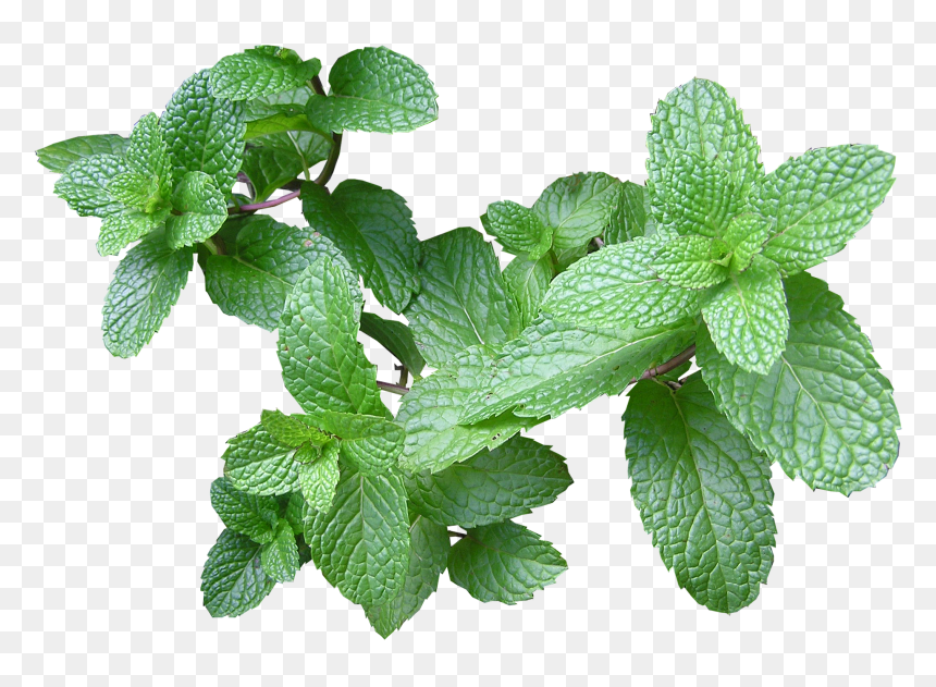 Thumb Image - Gravida Pode Tomar Cha De Hortelã, HD Png Download - herb png