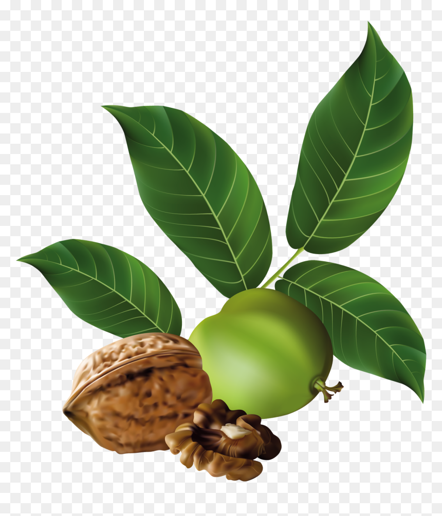 Walnut Png - Black Walnut Png, Transparent Png - walnut png