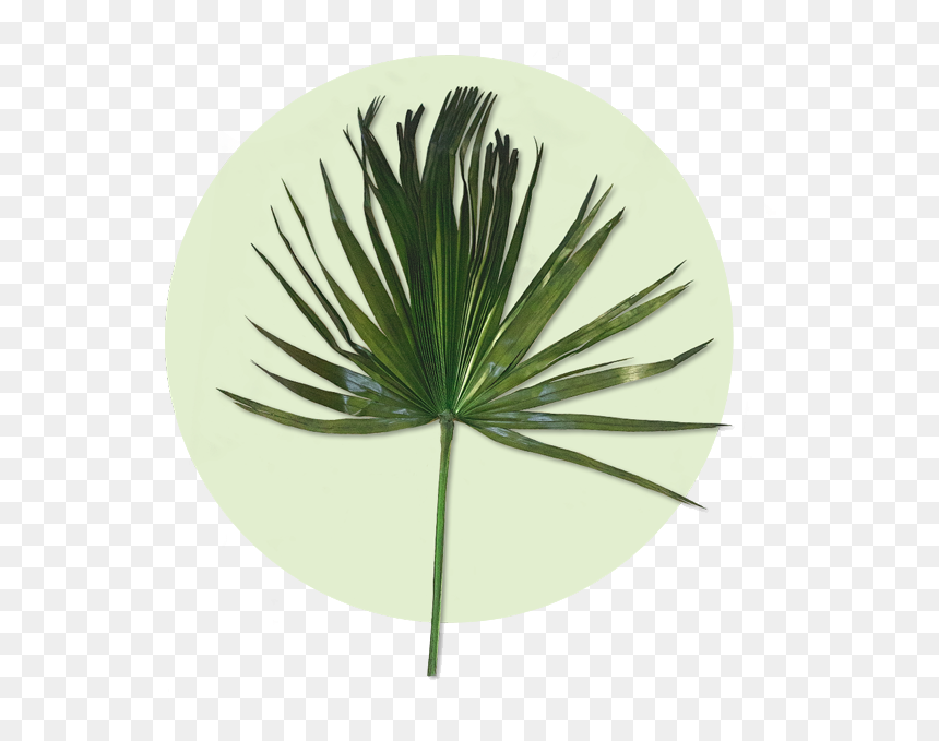 Pond Pine, HD Png Download - palm frond png