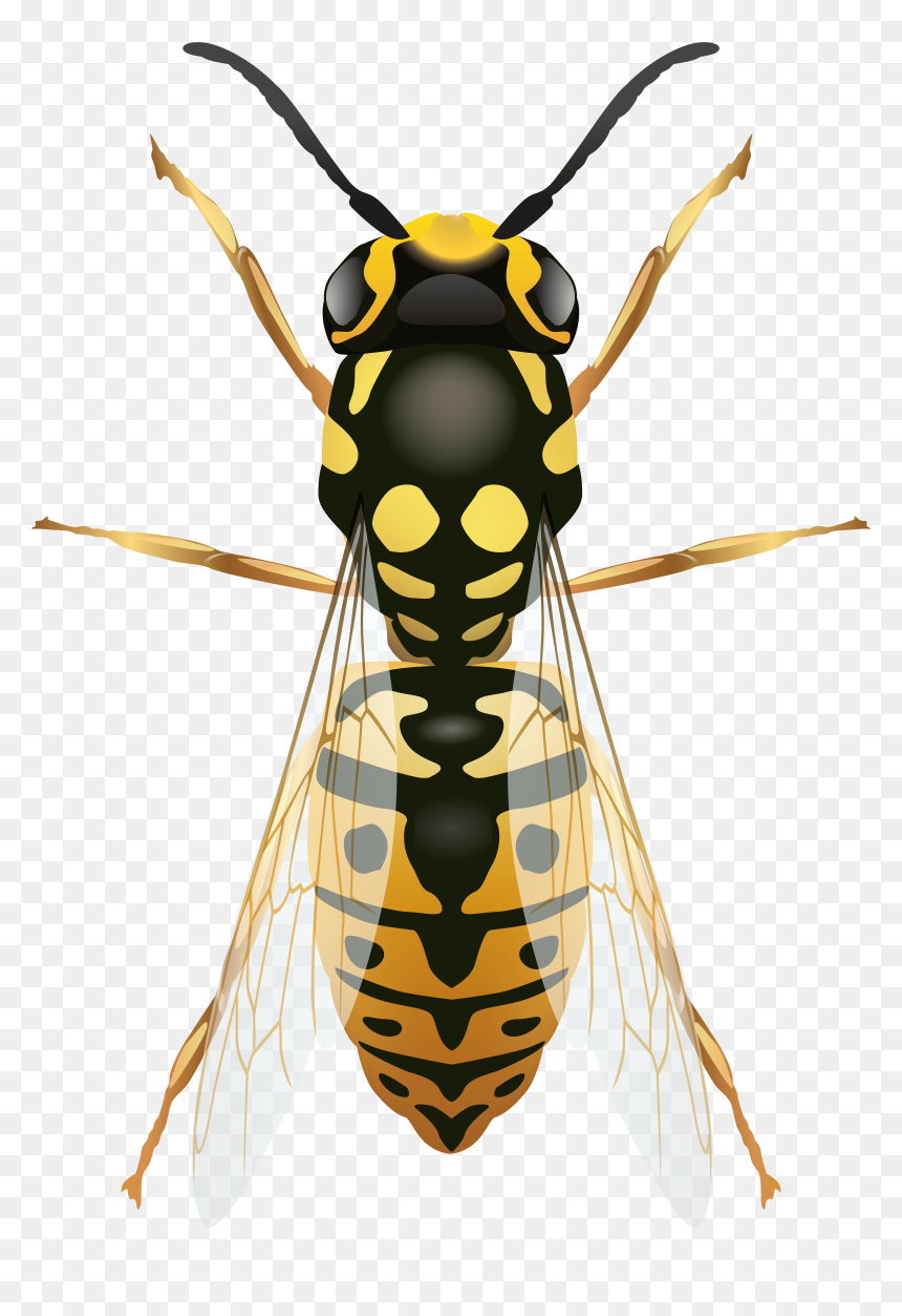 Wasp Png - Transparent Wasp Clipart, Png Download - hornet png
