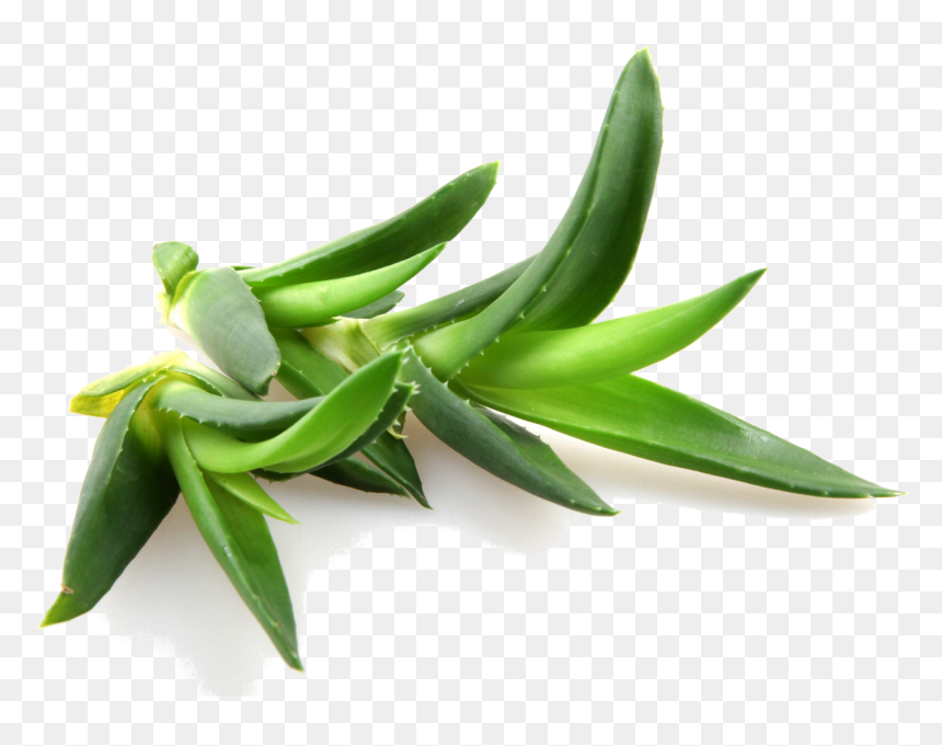 Aloe Vera Contains Over 100 Natural Amino Acids, Vitamins, - Aloe Vera Powder, HD Png Download - aloe vera png