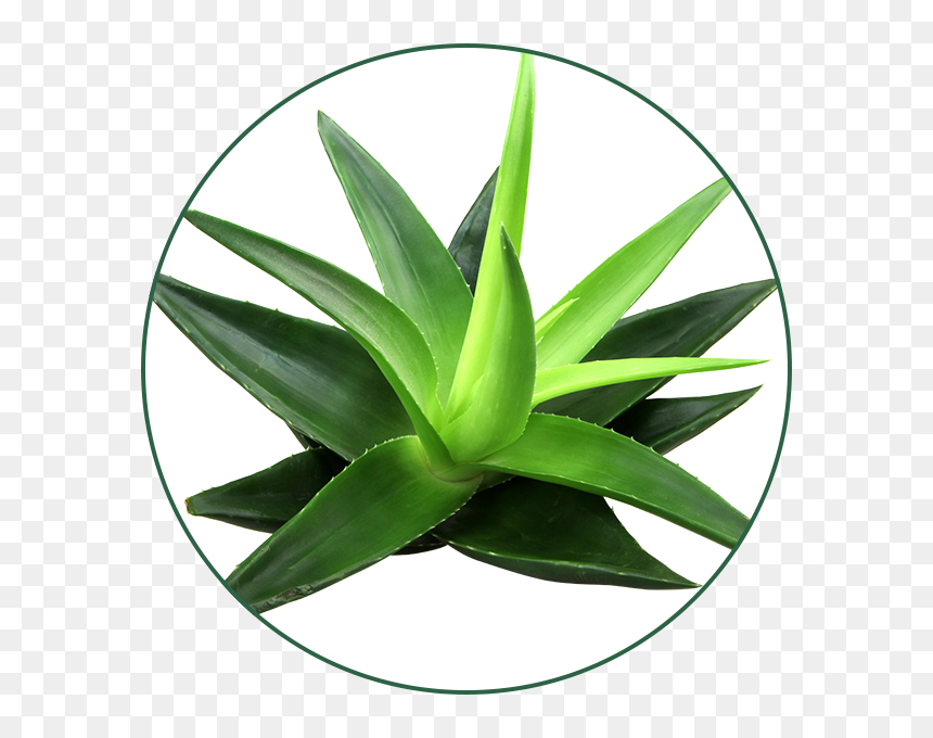 Gel De Aloe Vera - Aloe Vera For Skin Benefits, HD Png Download - aloe vera png