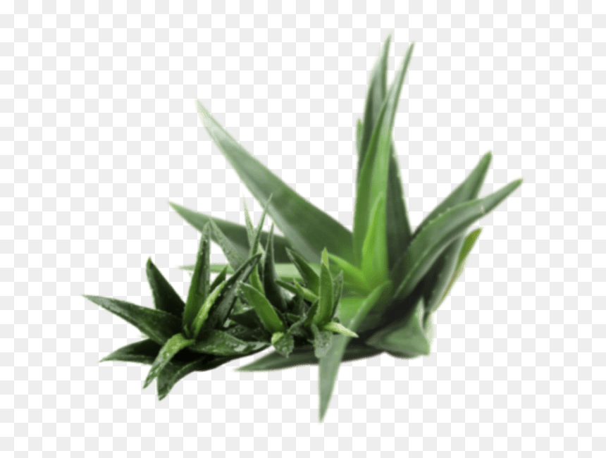 Cosmetics Aloe Layer - Aloe Vera, HD Png Download - aloe vera png