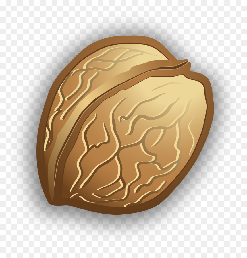 Illustration, HD Png Download - walnut png