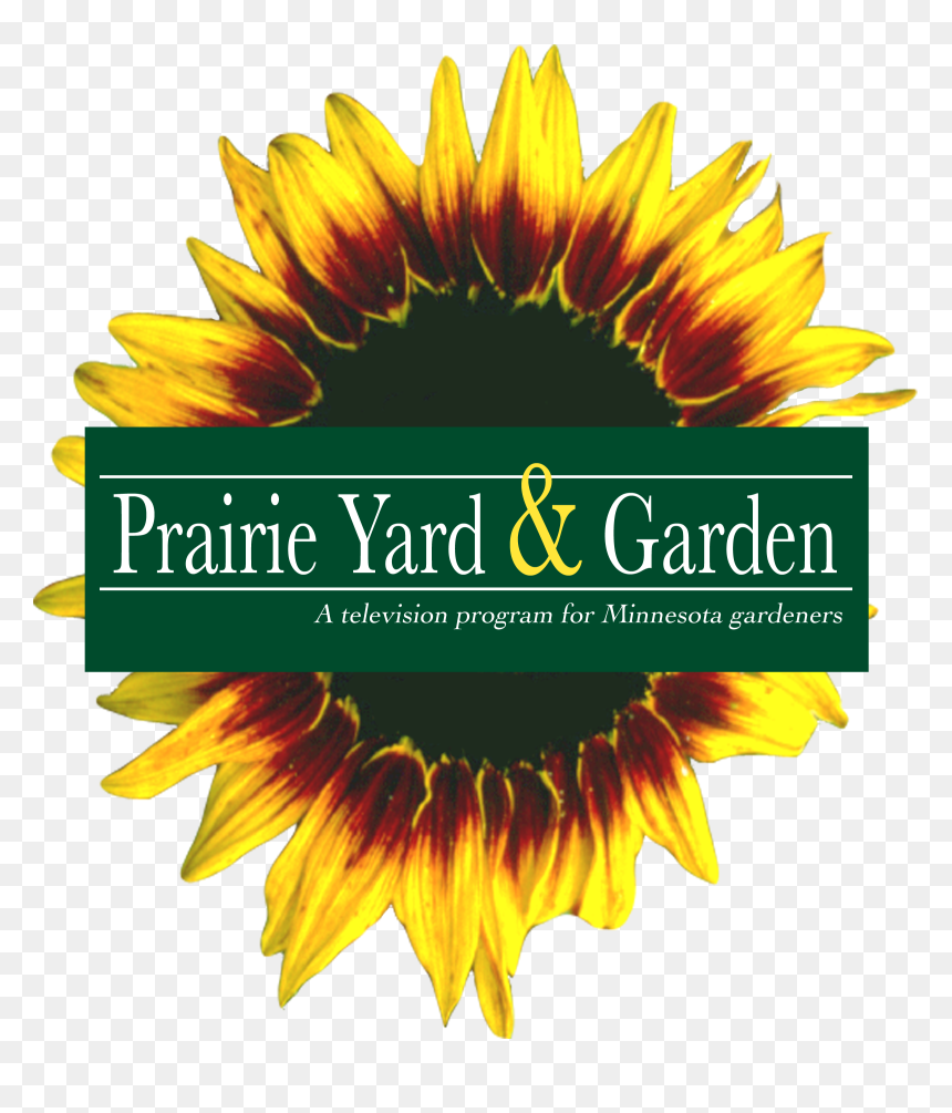 Transparent Flower Bed Png - Sunflower, Png Download - flower bed png