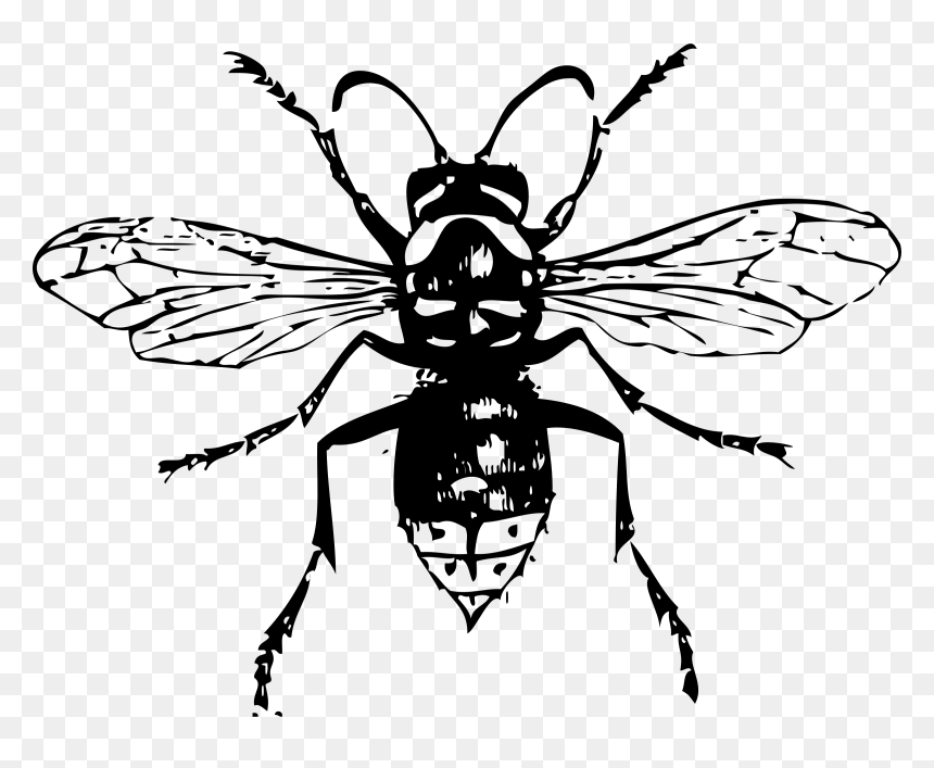 Bald Faced Hornet Clip Arts - Wasps Clipart Black And White, HD Png Download - hornet png