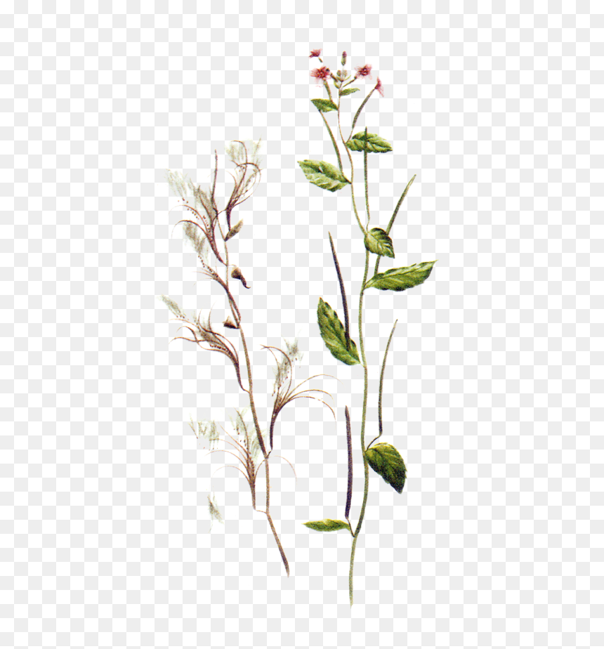 Epilobium Parviflorum, HD Png Download - herb png