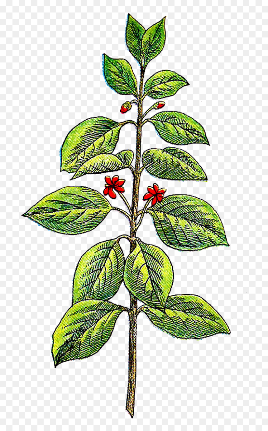 Antique Images May This, HD Png Download - herb png