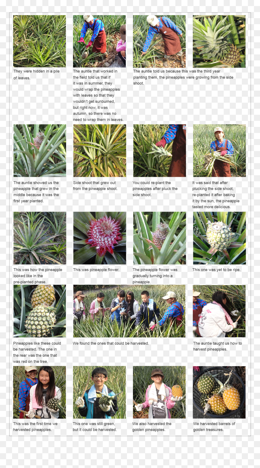 Golden Treasure Growth Diary - Saw Palmetto, HD Png Download - pile of leaves png