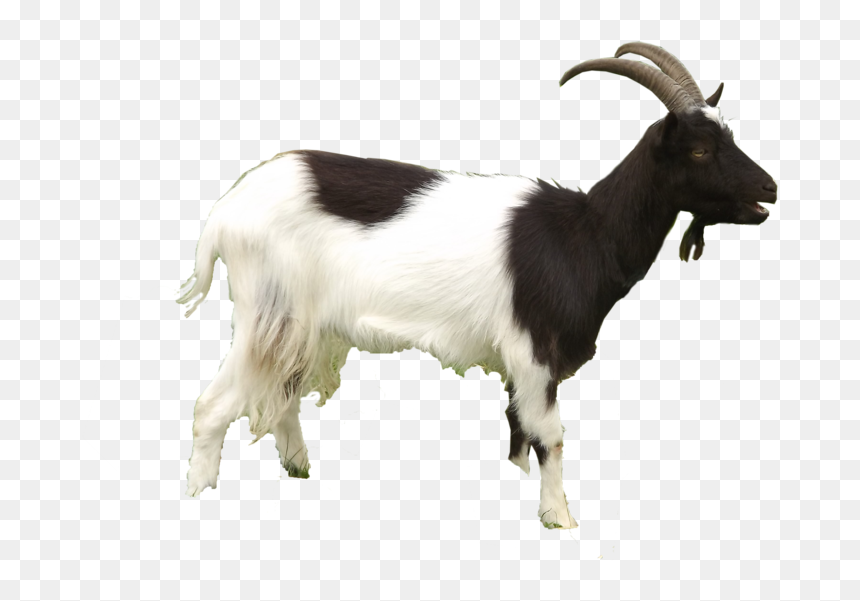 Sheep And Goat Png, Transparent Png - baby goat png