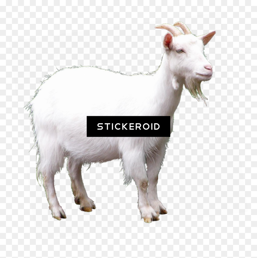 Goat, HD Png Download - baby goat png