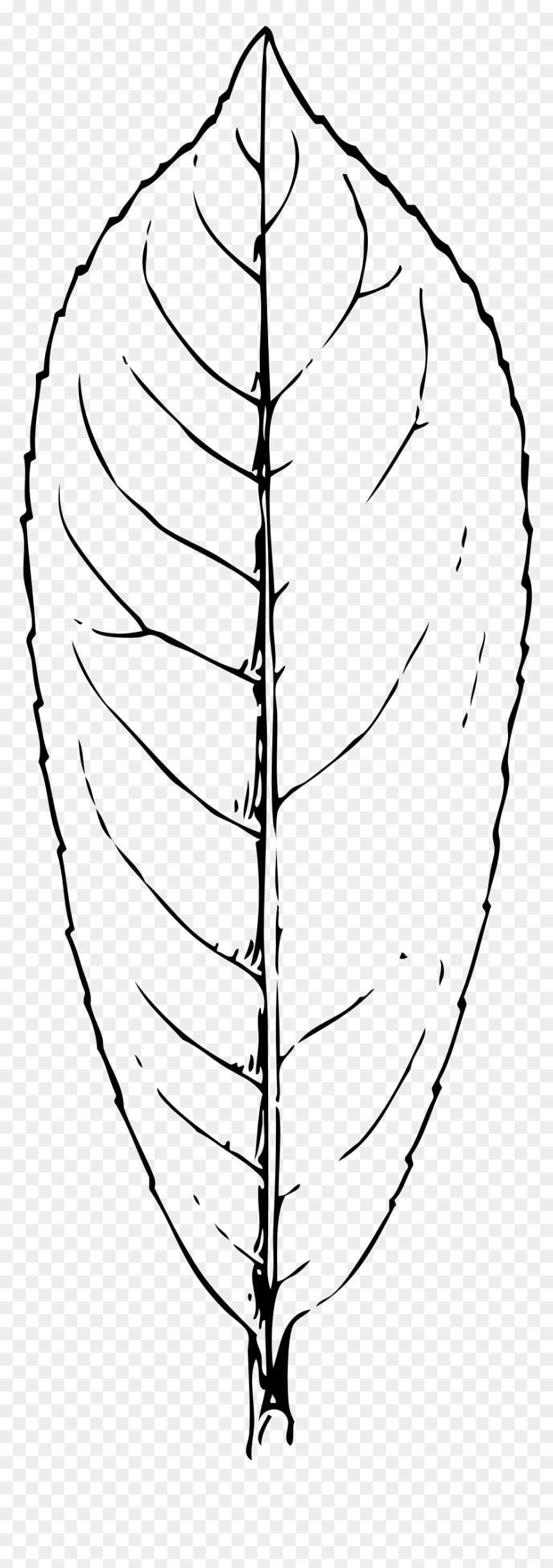 Laurel Leaf Clipart Black And White, HD Png Download - laurel leaf png
