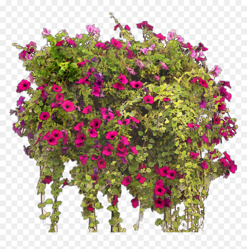 Transparent Bougainvillea Png, Png Download - bougainvillea png