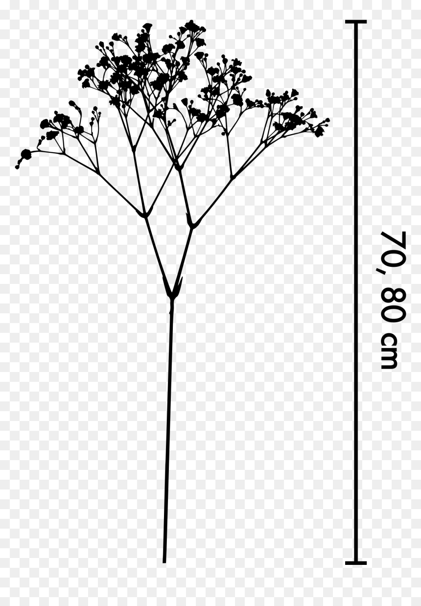 Angelica, HD Png Download - baby's breath png
