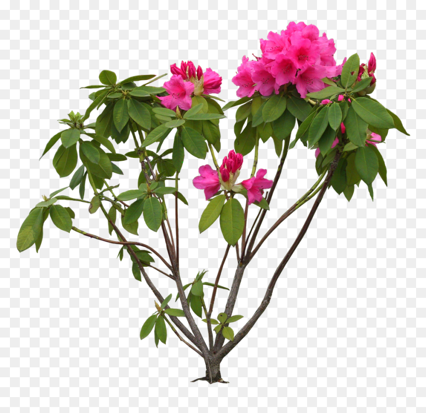 Transparent Bougainvillea Png - Rhododendron Png, Png Download - bougainvillea png