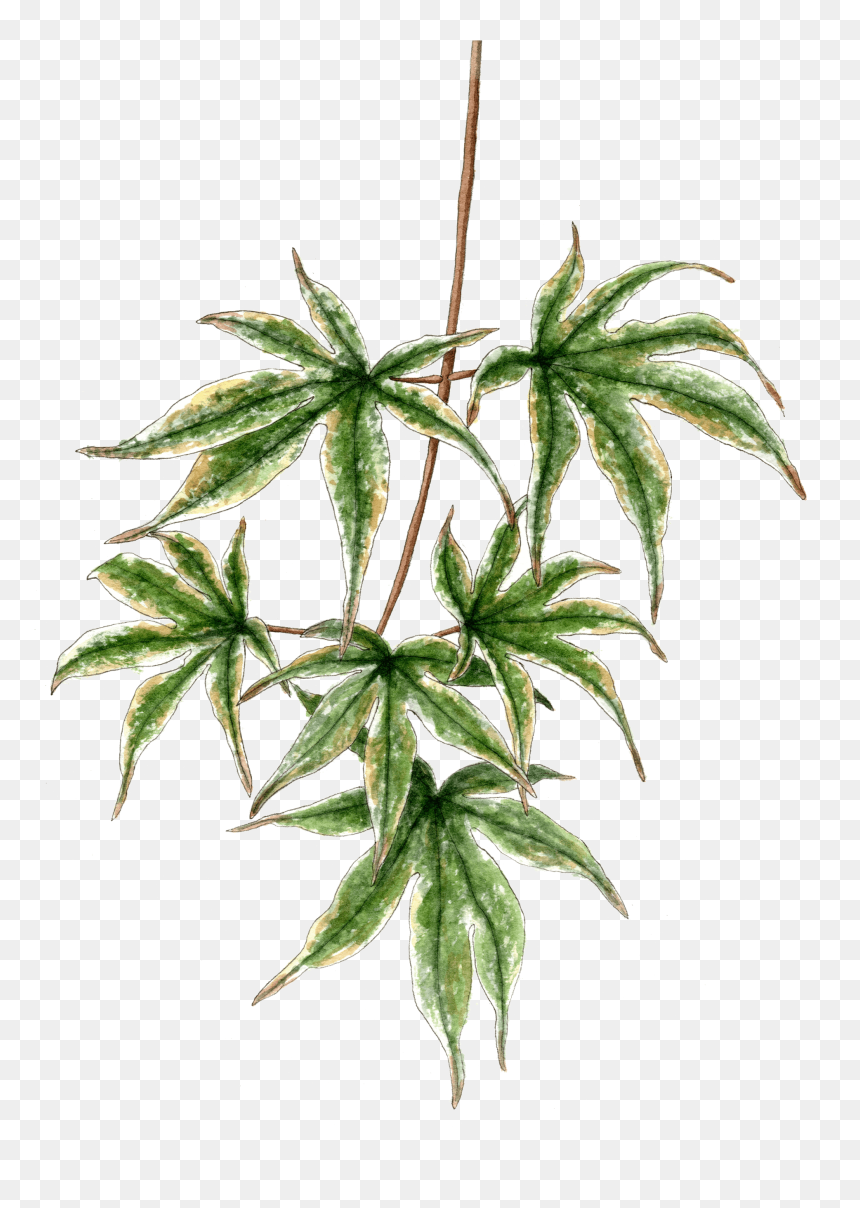Japanese Maple Branch, HD Png Download - japanese maple png