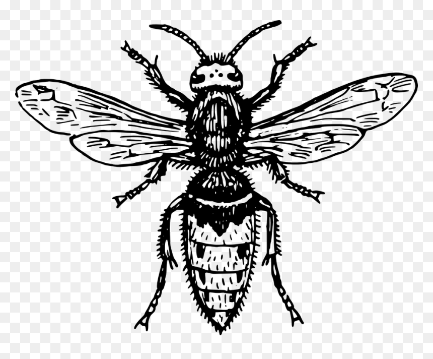 Japanese Giant Hornet Drawing, HD Png Download - hornet png