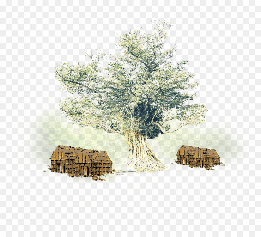 Delhua Old Pic - Mexican Pinyon, HD Png Download - old tree png