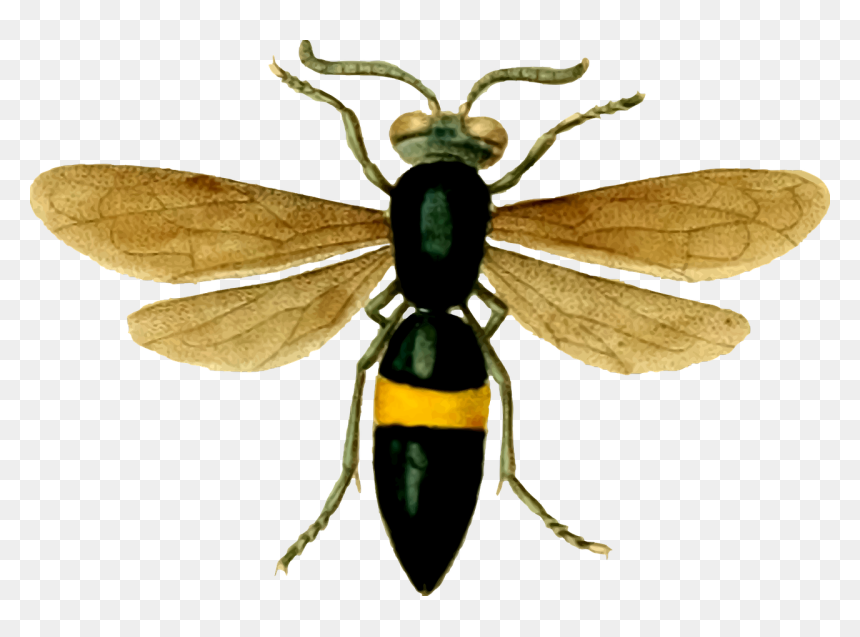 Butterfly Bee Insects, HD Png Download - hornet png