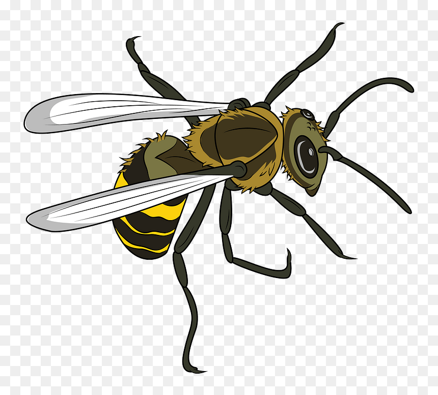 Hornet Clipart - Net-winged Insects, HD Png Download - hornet png