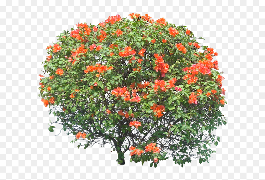 Bougainvillea Orange Png, Transparent Png - bougainvillea png