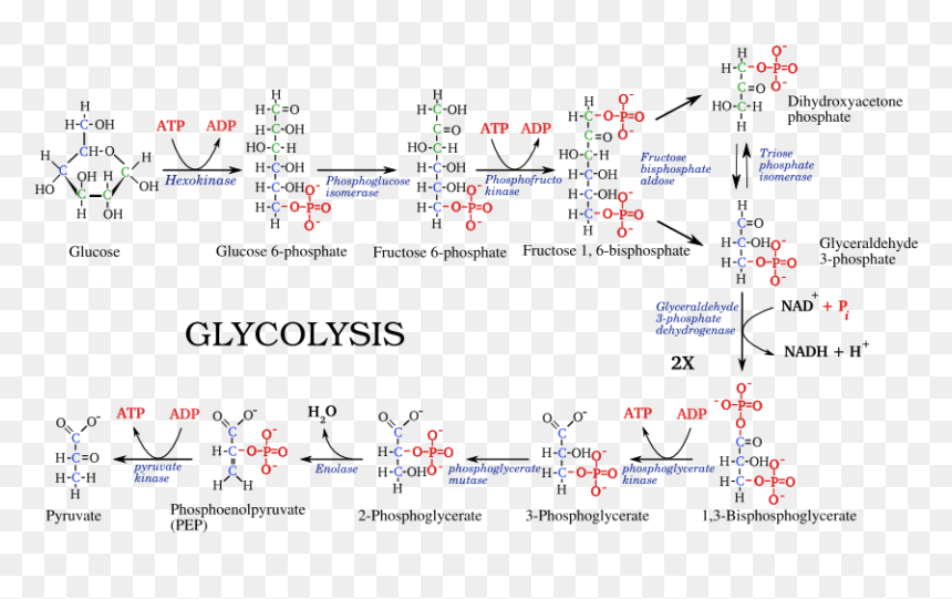 File - - Glycolysis And Delta G, HD Png Download - psy png