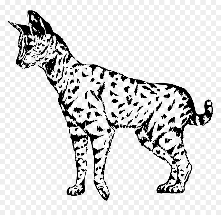 Vector Clipart Cat - Serval Clip Art, HD Png Download - cat vector png