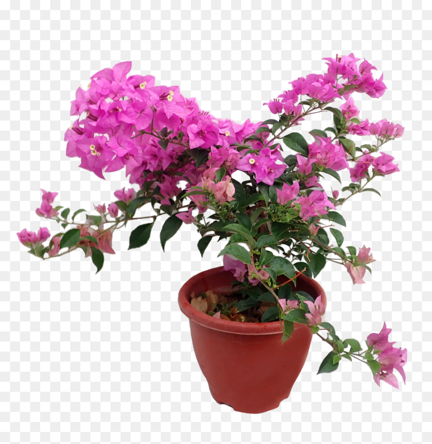 Bougainvillea Spp In Pot, HD Png Download - bougainvillea png
