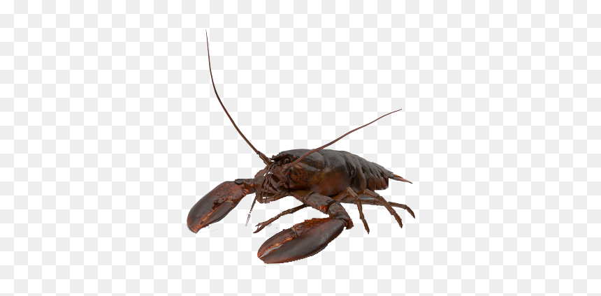 Crawfish Png Free Image Download - American Lobster, Transparent Png - crawfish png
