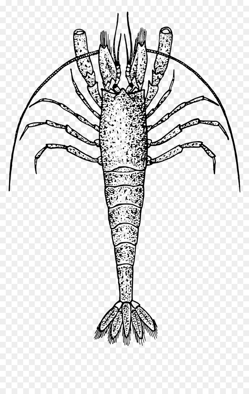 Zooplankton Clipart, HD Png Download - crawfish png