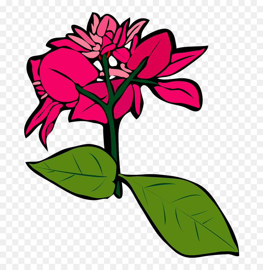 Bougainvillea Flower Clipart, HD Png Download - bougainvillea png