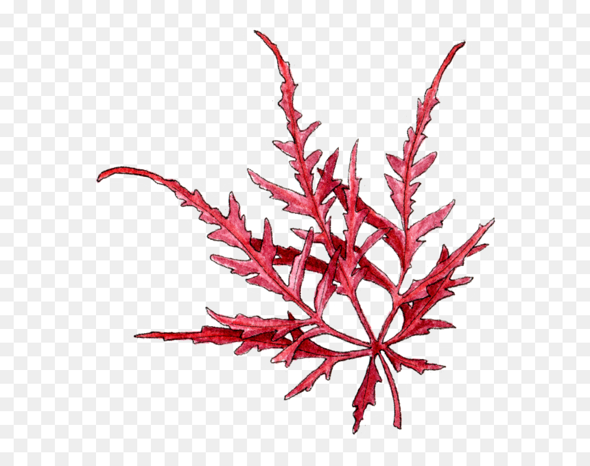 Illustration By Helen Krayenhoff - Portable Network Graphics, HD Png Download - japanese maple png