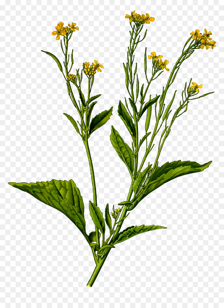 Mustard Greens Clip Arts - Brassica Juncea, HD Png Download - mustard png
