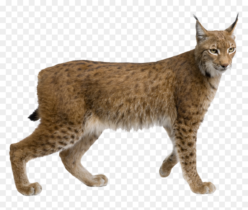 Lynx Png Picture - Lynx Png, Transparent Png - lynx png